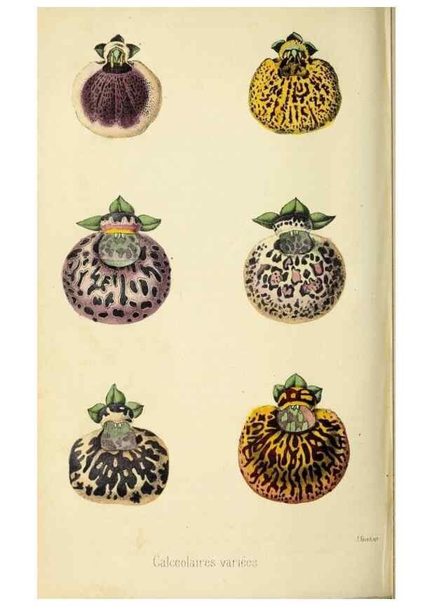 Reproducción/Reproduction 36626076162: Revue horticole.. Paris :Librairie agricole de la maison rustique,1829-1974.
