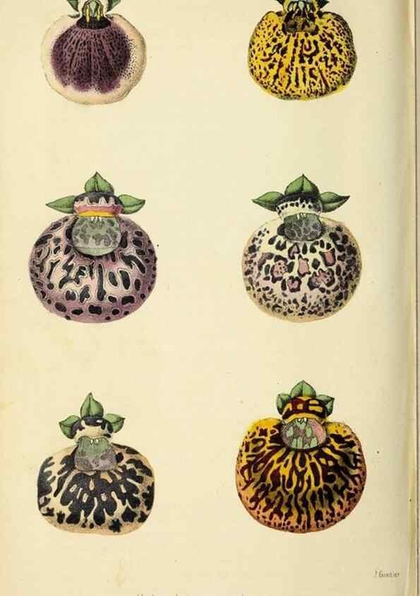 Reproducción/Reproduction 36626076162: Revue horticole.. Paris :Librairie agricole de la maison rustique,1829-1974.