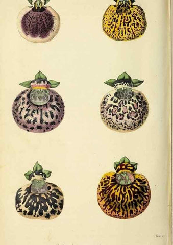 Reproducción/Reproduction 36626076162: Revue horticole.. Paris :Librairie agricole de la maison rustique,1829-1974.