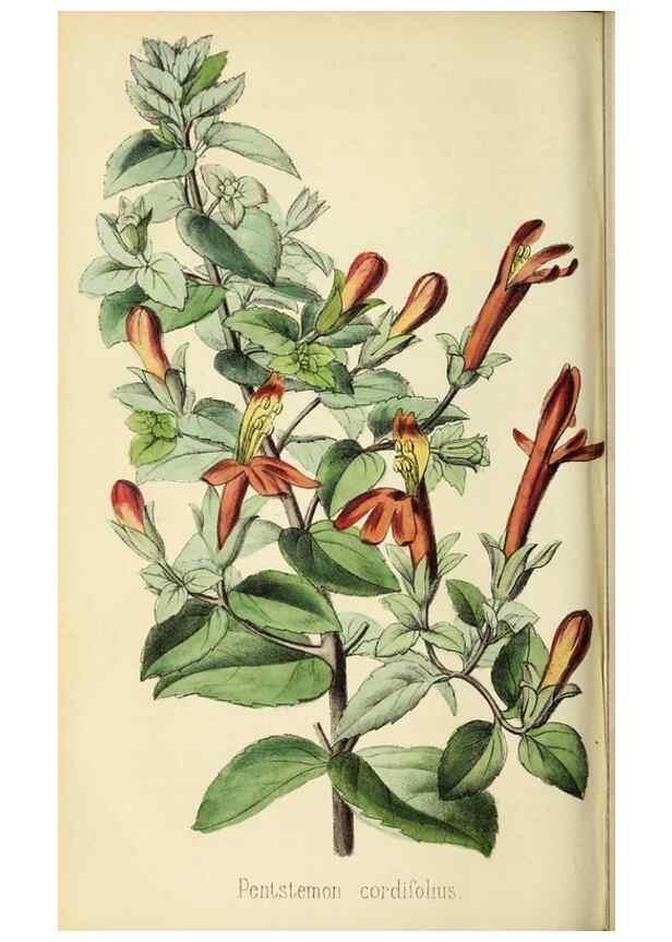 Reproducción/Reproduction 36399353450: Revue horticole.. Paris :Librairie agricole de la maison rustique,1829-1974.
