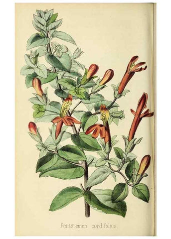 Reproducción/Reproduction 36399353450: Revue horticole.. Paris :Librairie agricole de la maison rustique,1829-1974.