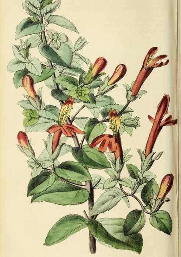 Reproducción/Reproduction 36399353450: Revue horticole.. Paris :Librairie agricole de la maison rustique,1829-1974.