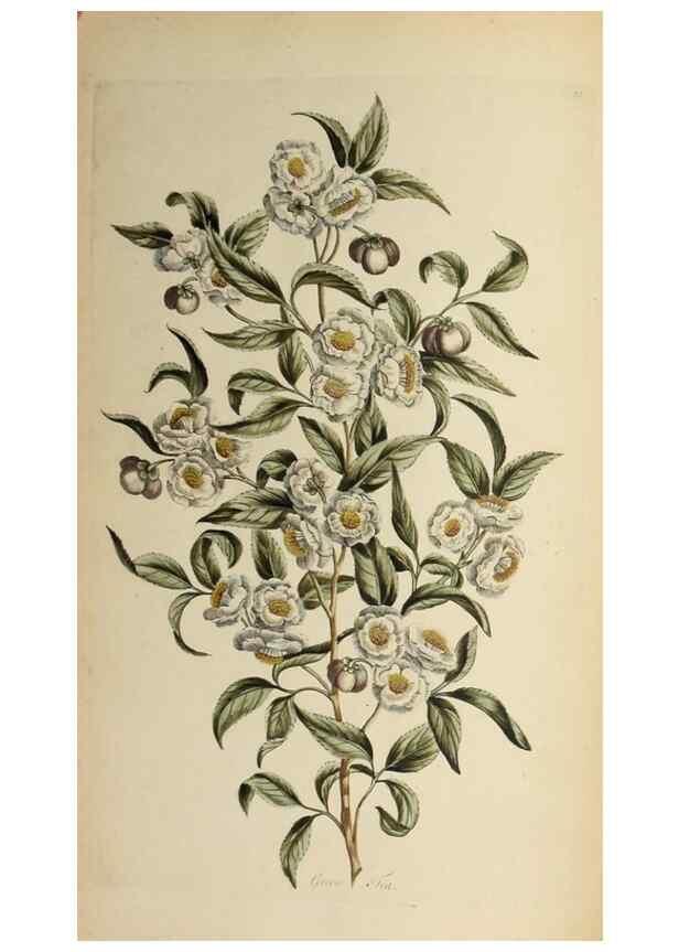 Reproducción/Reproduction 36875176035: Exotic botany illustrated :. London :Printed for the author,1772.