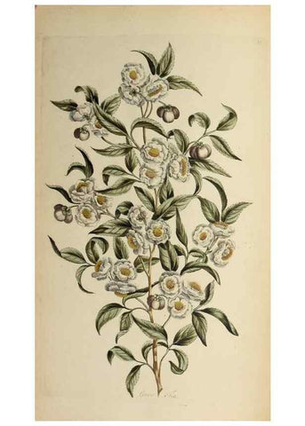 Reproducción/Reproduction 36875176035: Exotic botany illustrated :. London :Printed for the author,1772.