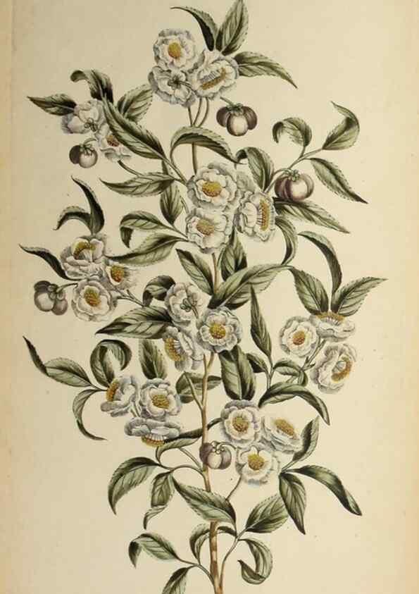 Reproducción/Reproduction 36875176035: Exotic botany illustrated :. London :Printed for the author,1772.