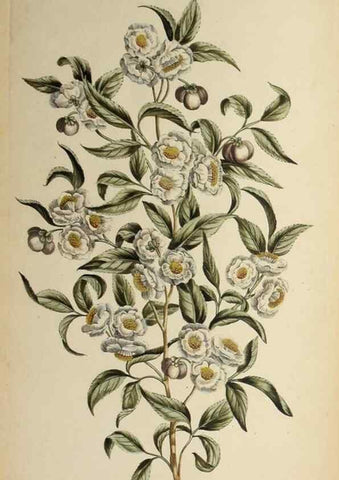 Reproducción/Reproduction 36875176035: Exotic botany illustrated :. London :Printed for the author,1772.
