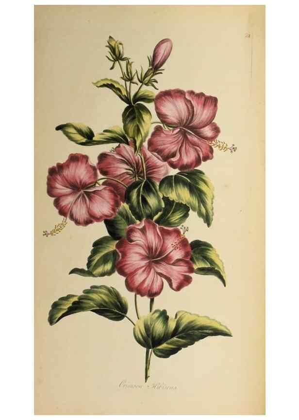 Reproducción/Reproduction 36875178615: Exotic botany illustrated :. London :Printed for the author,1772.