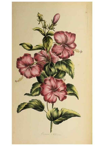 Reproducción/Reproduction 36875178615: Exotic botany illustrated :. London :Printed for the author,1772.