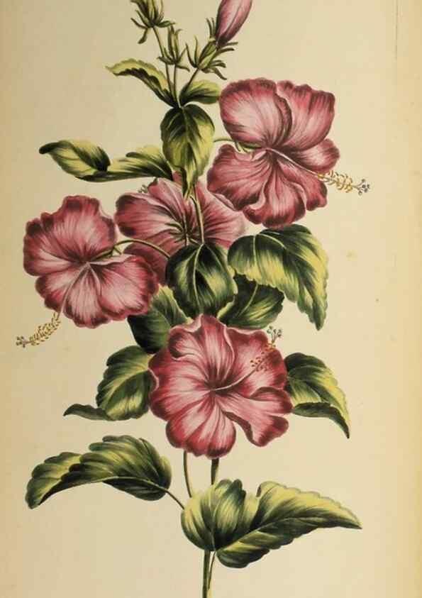 Reproducción/Reproduction 36875178615: Exotic botany illustrated :. London :Printed for the author,1772.