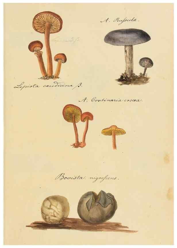 Reproducción/Reproduction 36774123662: Icones fungorum Niskiensium /. [before 1805]