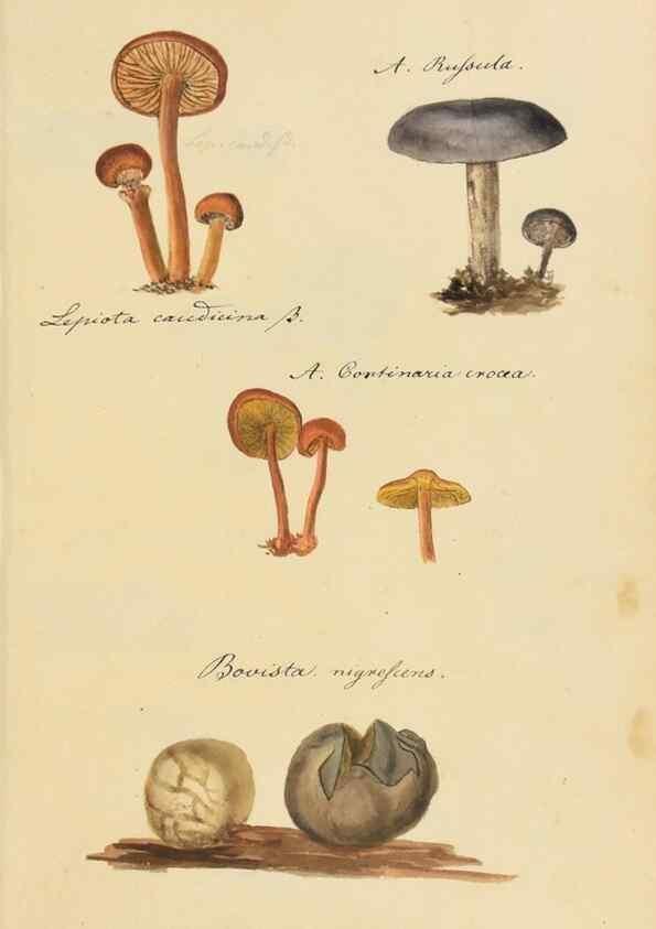 Reproducción/Reproduction 36774123662: Icones fungorum Niskiensium /. [before 1805]