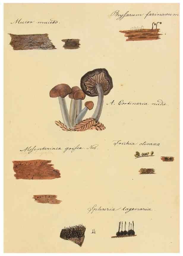 Reproducción/Reproduction 36774125832: Icones fungorum Niskiensium /. [before 1805]
