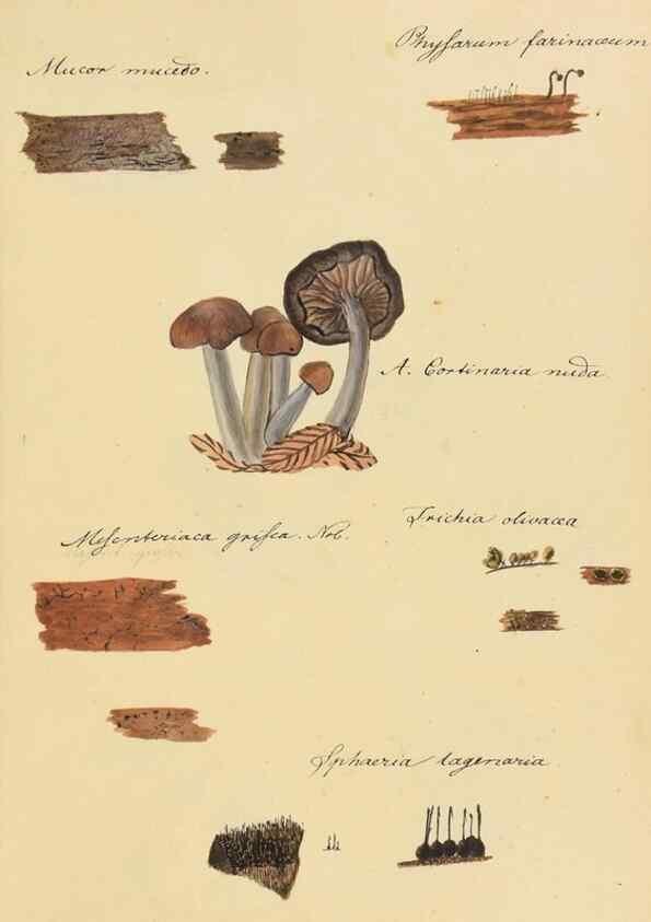 Reproducción/Reproduction 36774125832: Icones fungorum Niskiensium /. [before 1805]