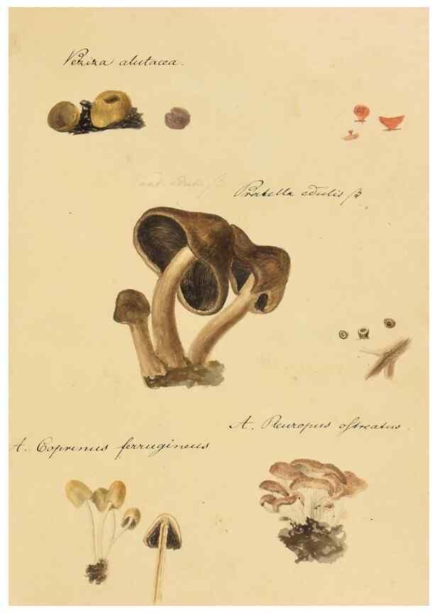 Reproducción/Reproduction 36774127812: Icones fungorum Niskiensium /. [before 1805]