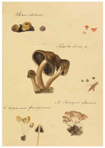 Reproducción/Reproduction 36774127812: Icones fungorum Niskiensium /. [before 1805]