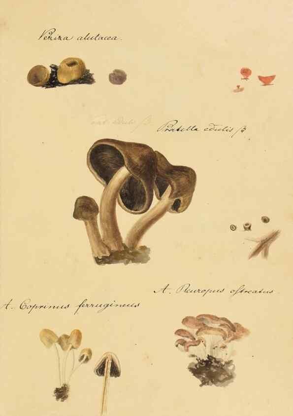 Reproducción/Reproduction 36774127812: Icones fungorum Niskiensium /. [before 1805]