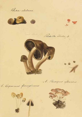 Reproducción/Reproduction 36774127812: Icones fungorum Niskiensium /. [before 1805]