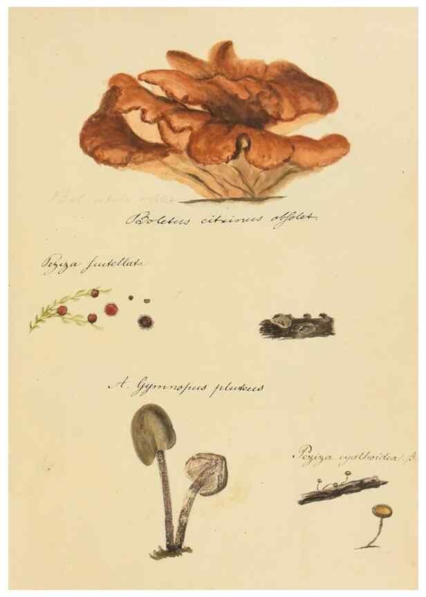Reproducción/Reproduction 36774129572: Icones fungorum Niskiensium /. [before 1805]