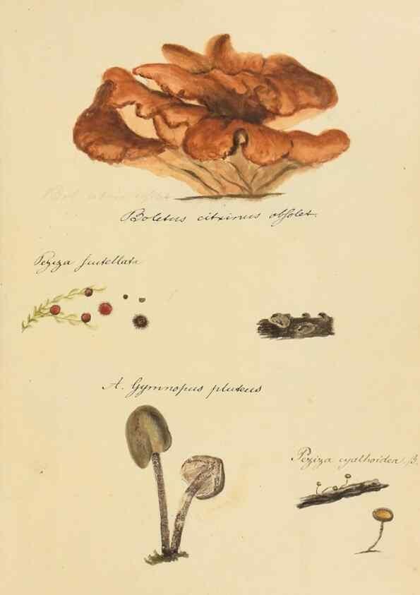 Reproducción/Reproduction 36774129572: Icones fungorum Niskiensium /. [before 1805]