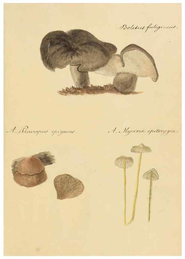 Reproducción/Reproduction 36774131212: Icones fungorum Niskiensium /. [before 1805]