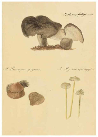 Reproducción/Reproduction 36774131212: Icones fungorum Niskiensium /. [before 1805]
