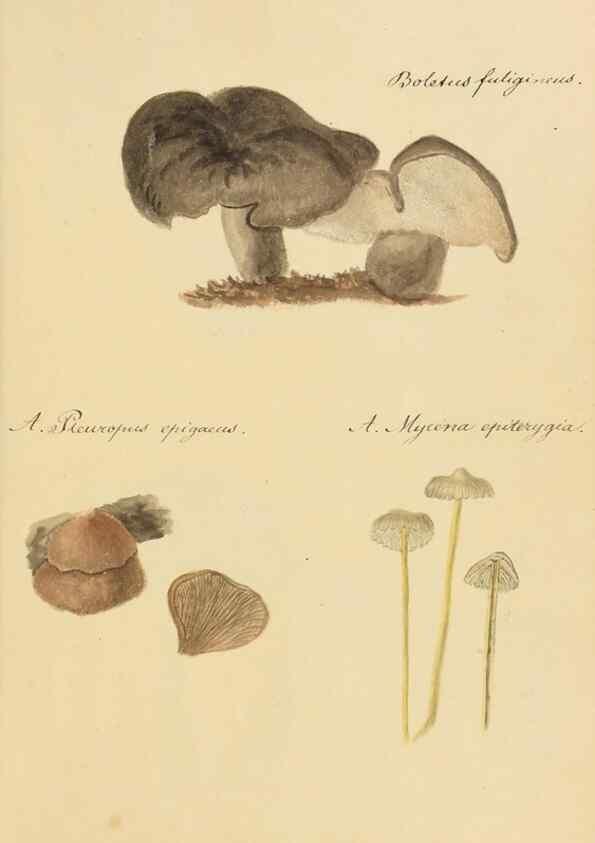 Reproducción/Reproduction 36774131212: Icones fungorum Niskiensium /. [before 1805]