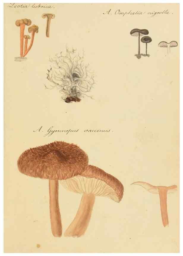 Reproducción/Reproduction 36774133072: Icones fungorum Niskiensium /. [before 1805]