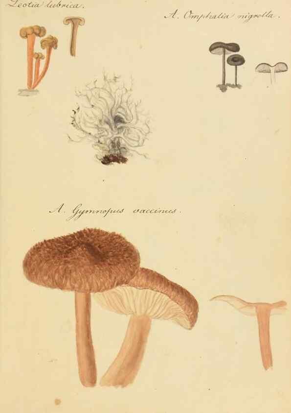 Reproducción/Reproduction 36774133072: Icones fungorum Niskiensium /. [before 1805]