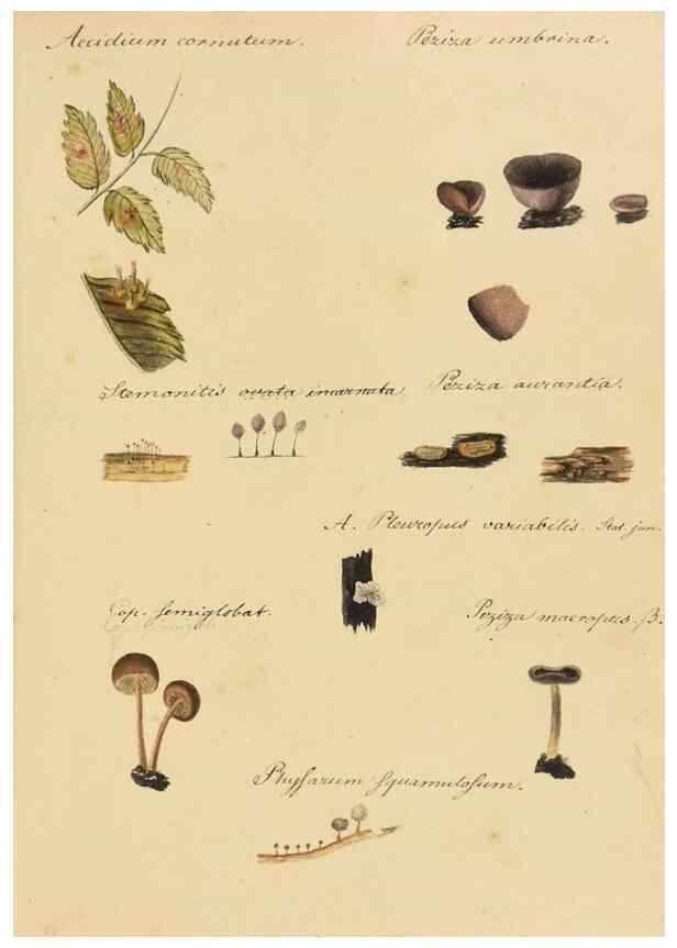 Reproducción/Reproduction 36774134702: Icones fungorum Niskiensium /. [before 1805]