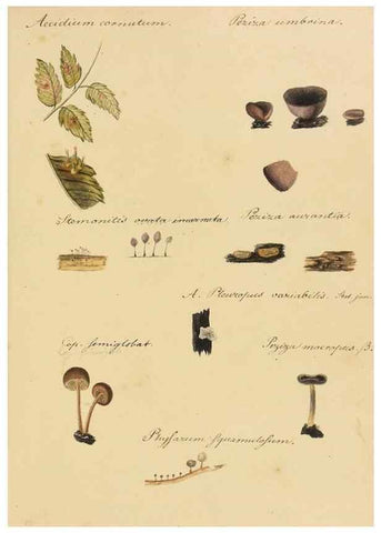 Reproducción/Reproduction 36774134702: Icones fungorum Niskiensium /. [before 1805]