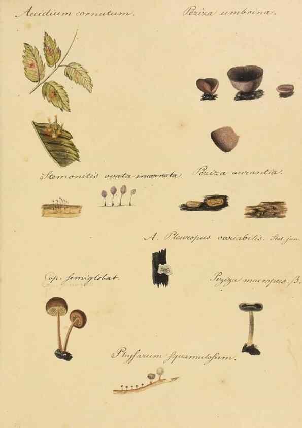 Reproducción/Reproduction 36774134702: Icones fungorum Niskiensium /. [before 1805]
