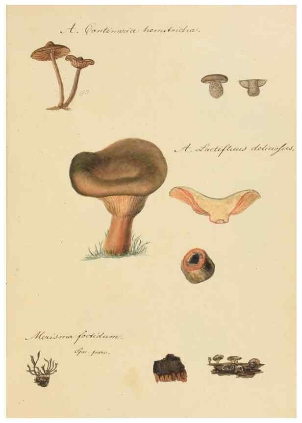Reproducción/Reproduction 36774135962: Icones fungorum Niskiensium /. [before 1805]