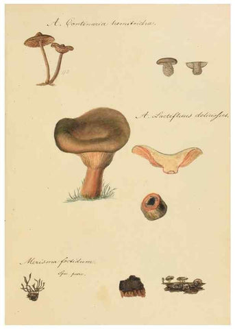 Reproducción/Reproduction 36774135962: Icones fungorum Niskiensium /. [before 1805]
