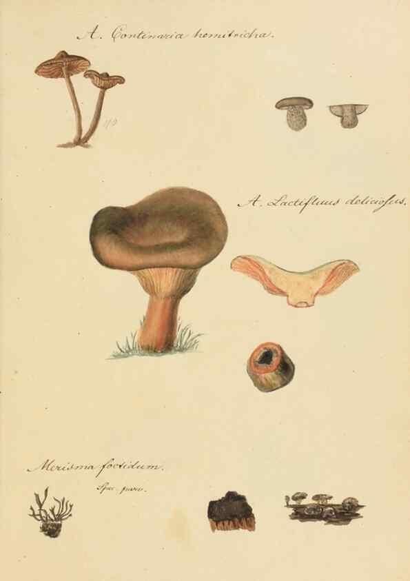 Reproducción/Reproduction 36774135962: Icones fungorum Niskiensium /. [before 1805]