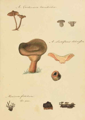 Reproducción/Reproduction 36774135962: Icones fungorum Niskiensium /. [before 1805]