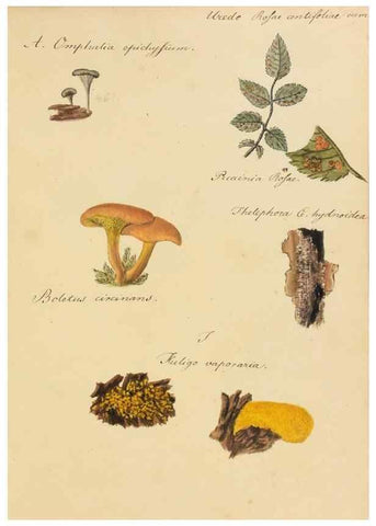 Reproducción/Reproduction 36774137142: Icones fungorum Niskiensium /. [before 1805]