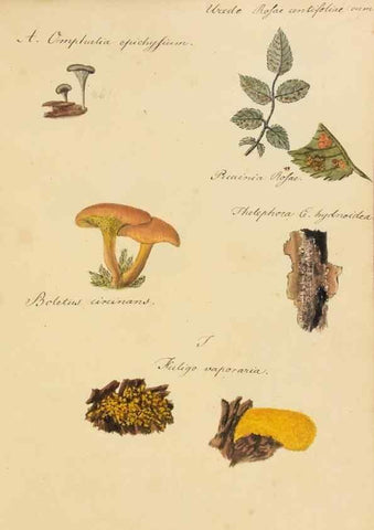 Reproducción/Reproduction 36774137142: Icones fungorum Niskiensium /. [before 1805]