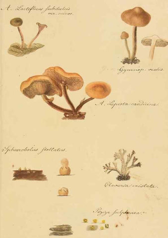 Reproducción/Reproduction 36774138652: Icones fungorum Niskiensium /. [before 1805]