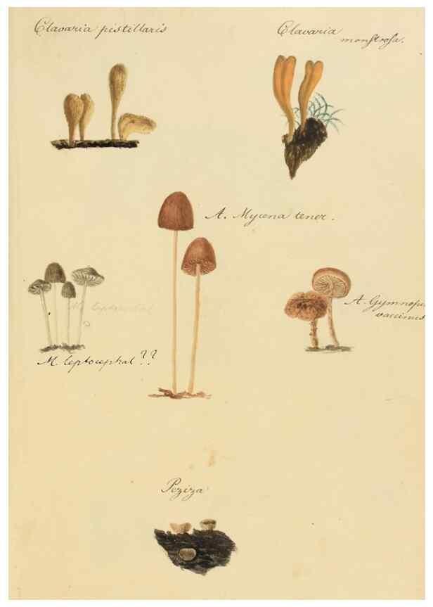 Reproducción/Reproduction 36774140492: Icones fungorum Niskiensium /. [before 1805]