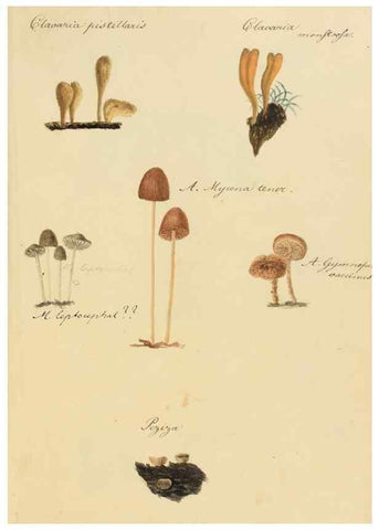 Reproducción/Reproduction 36774140492: Icones fungorum Niskiensium /. [before 1805]