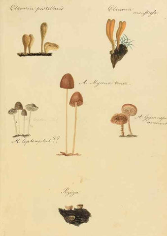 Reproducción/Reproduction 36774140492: Icones fungorum Niskiensium /. [before 1805]