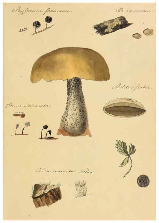 Reproducción/Reproduction 36137108843: Icones fungorum Niskiensium /. [before 1805]