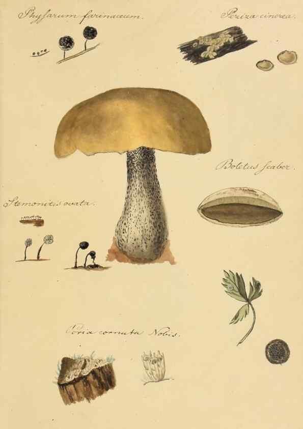 Reproducción/Reproduction 36137108843: Icones fungorum Niskiensium /. [before 1805]