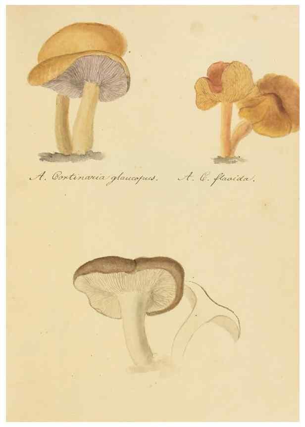 Reproducción/Reproduction 36137110343: Icones fungorum Niskiensium /. [before 1805]