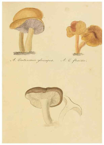 Reproducción/Reproduction 36137110343: Icones fungorum Niskiensium /. [before 1805]