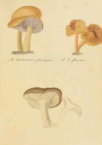 Reproducción/Reproduction 36137110343: Icones fungorum Niskiensium /. [before 1805]