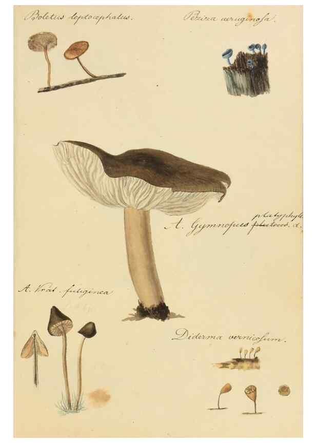 Reproducción/Reproduction 36137112713: Icones fungorum Niskiensium /. [before 1805]