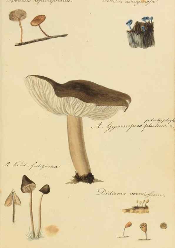Reproducción/Reproduction 36137112713: Icones fungorum Niskiensium /. [before 1805]