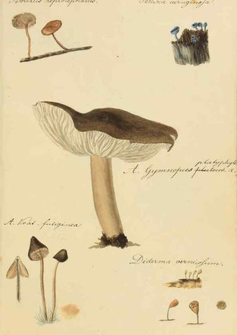Reproducción/Reproduction 36137112713: Icones fungorum Niskiensium /. [before 1805]