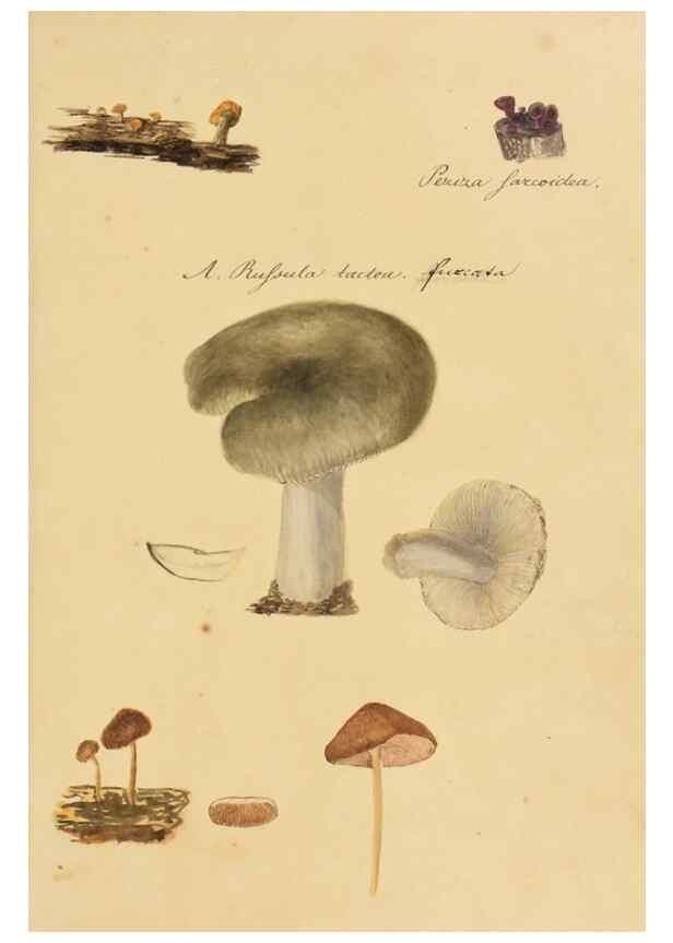 Reproducción/Reproduction 36137114473: Icones fungorum Niskiensium /. [before 1805]